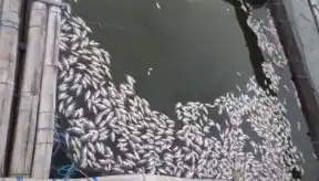 Fenomena Sapon di Danau Ranau Pasuruan, Petani Rugi Besar Foto BeritaJatim.com