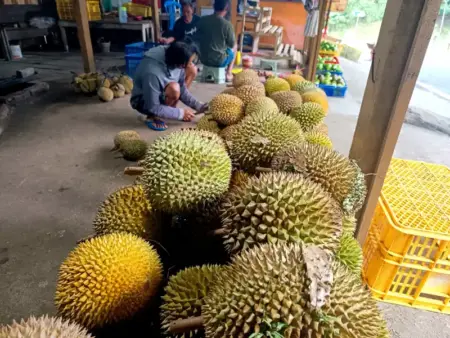 Durian Ngebel Ponorogo, Pohon Tua Masih Rajin Berbuah Foto BeritaJatim.com