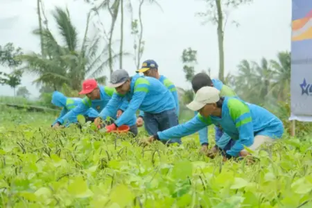 Serentak Ketahanan Pangan Pemasyarakatan, Sae Lsima Ngajum Malang Panen Kacang Hijau Foto BeritaJatim.com