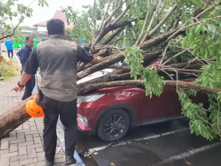 Puting Beliung Hajar Bandara Juanda, BPBD Jatim Bersihkan Puluhan Pohon Tumbang Foto BeritaJatim.com