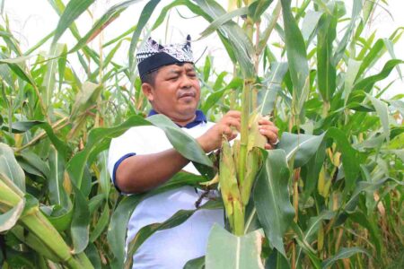 SAE Paswangi Lapas Banyuwangi Panen Jagung 10 Ton, Warga Binaan Terlibat Langsung Foto BeritaJatim.com