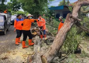 Pohon Tumbang Tutup Akses Jalan Nasional, Rusak 2 Rumah Warga di Pamekasan Foto BeritaJatim.com