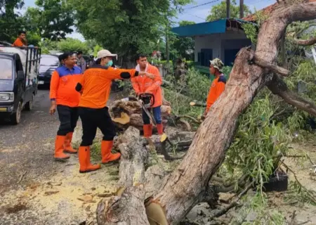 Pohon Tumbang Tutup Akses Jalan Nasional, Rusak 2 Rumah Warga di Pamekasan Foto BeritaJatim.com