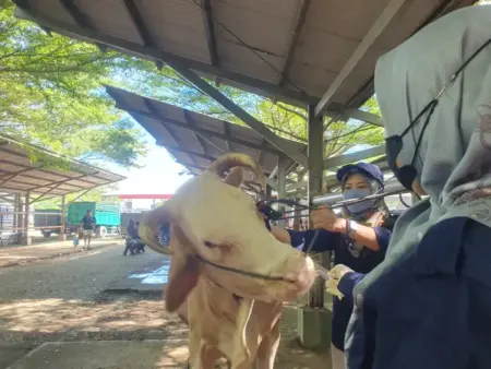 Antisipasi Merebaknya Wabah PMK, Disnakeswan Tulungagung Pantau Pasar Hewan Foto BeritaJatim.com