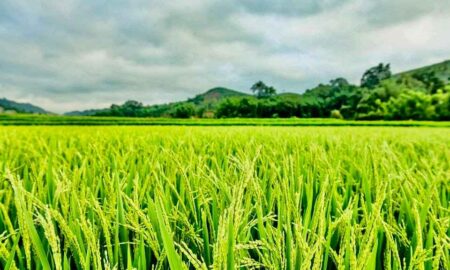 Presiden Dorong Investasi, Regulasi Dinilai Justru Menghambat Foto BeritaJatim.com