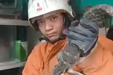 Kasus Biawak Masuk Rumah Warga Surabaya Meningkat 5 Kali Lipat Saat Musim Hujan Foto BeritaJatim.com