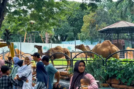 Sehari Digeledah Kejati Jatim, Wisata KBS Tetap Berjalan Normal Foto BeritaJatim.com
