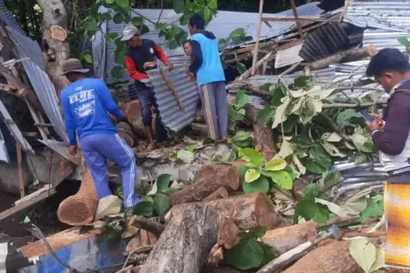 Pohon Jati Raksasa Roboh Timpa Warung Lesehan Pasir Putih Situbondo Foto BeritaJatim.com