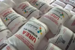 Stok Aman Tapi Langka, Pemkab Sampang Soroti Lemahnya Distribusi Pupuk Subsidi 2026 Foto BeritaJatim.com