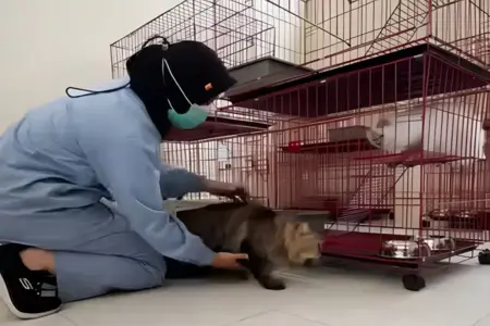 Mudik Tenang! Puskeswan Surabaya Sediakan Penitipan Kucing Selama Libur Lebaran Foto BeritaJatim.com