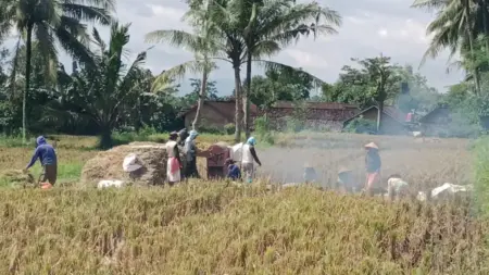 Curah Hujan Tinggi Bikin Petani di Jember Kesulitan Jual Gabah Saat Panen Raya Foto BeritaJatim.com