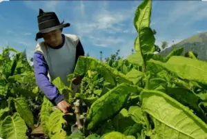 Regulasi Pembatasan Tar-Nikotin Buat Petani Tembakau Lumajang Was-was Foto BeritaJatim.com