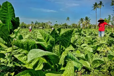 APTI Bondowoso: Aturan Kadar Nikotin 1 Mg Ancam 60.000 Buruh Tani Foto BeritaJatim.com