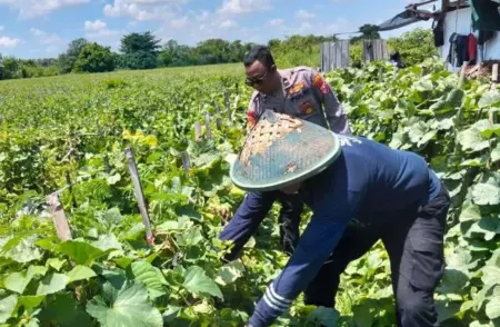 Dukung Ketahanan Pangan di Sidoarjo, Polsek Prambon Terjun ke Lahan Melon Foto BeritaJatim.com