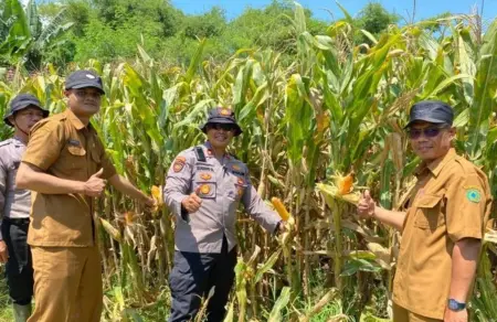 Polsek Balongbendo Kembangkan Jagung Hibrida, Dukung Ketahanan Pangan Sidoarjo Foto BeritaJatim.com