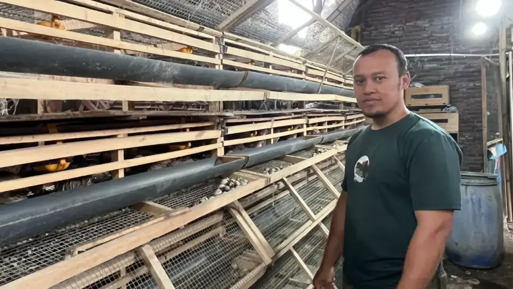 Kisah Ismi: Beternak Puyuh dari Nol, Kini Bangun Jaringan hingga Luar Pulau Foto BeritaJatim.com