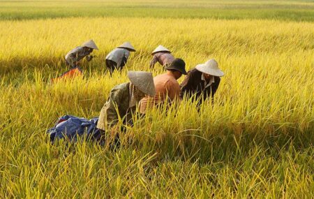 Sektor Pertanian Dongkrak Ekonomi Mojokerto, Produksi Padi dan Cabai Meningkat di 2025 Foto BeritaJatim.com