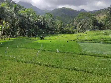 Petani Pacitan Hadapi Ancaman Kekeringan, Disarankan Tanam Varietas Tahan Kering Foto BeritaJatim.com