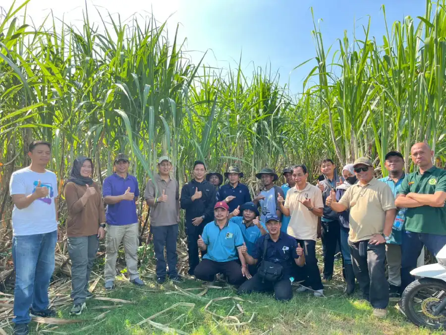 Turun Langsung ke Kebun Tebu, PG Meritjan Kediri Perkuat Sinergi Petani Dukung Swasembada Gula Foto BeritaJatim.com