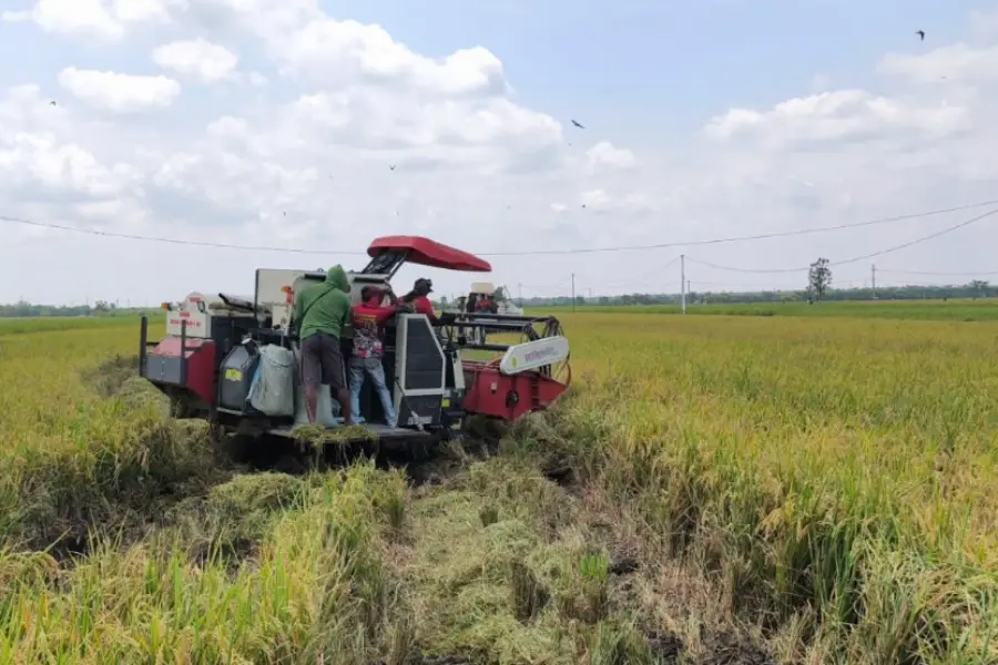 Produksi Padi Ngawi 2025 Tembus 772 Ribu Ton, Produktivitas Tertinggi di Jatim Foto BeritaJatim.com