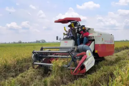 Panen Perdana di Ngawi, Bulog Pastikan Harga Gabah di Atas Ketentuan Pemerintah Foto BeritaJatim.com