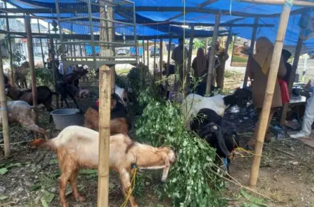 DKPP Sumenep Pastikan Pengawasan Hewan Kurban Hingga ke Kepulauan Foto BeritaJatim.com