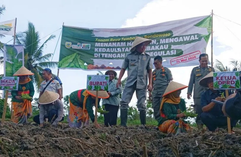 Petani dan Pemkab Bondowoso Kompak Tolak Pembatasan Kadar Nikotin Foto BeritaJatim.com