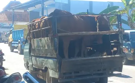 Harga Sapi di Sampang Mulai Naik Foto BeritaJatim.com