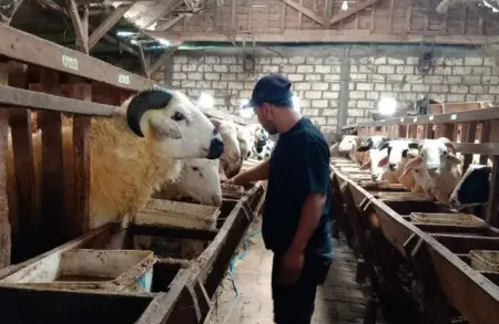 Peternak Kambing di Bojonegoro Raup Omset Puluhan Juta Rupiah Jelang Idul Adha Foto BeritaJatim.com