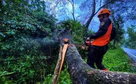 Hujan dan Angin Terjang Bondowoso, Pohon Roboh Timpa Kabel PJU Foto BeritaJatim.com