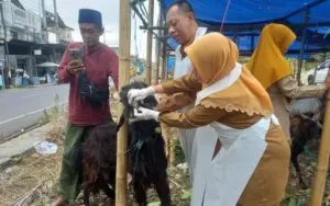DKPP Sumenep Cek Hewan Kurban ke Lapak-lapak, Ini Hasilnya Foto BeritaJatim.com