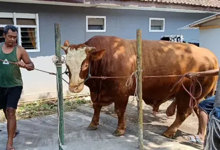 Kang Jo, Sapi Kurban Presiden Prabowo di Lumajang Berbobot 1,14 Ton Foto BeritaJatim.com