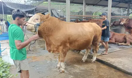 Presiden Prabowo dan Bupati Madiun Pesan Sapi Kurban Jumbo di Peternakan Bajulan Foto BeritaJatim.com