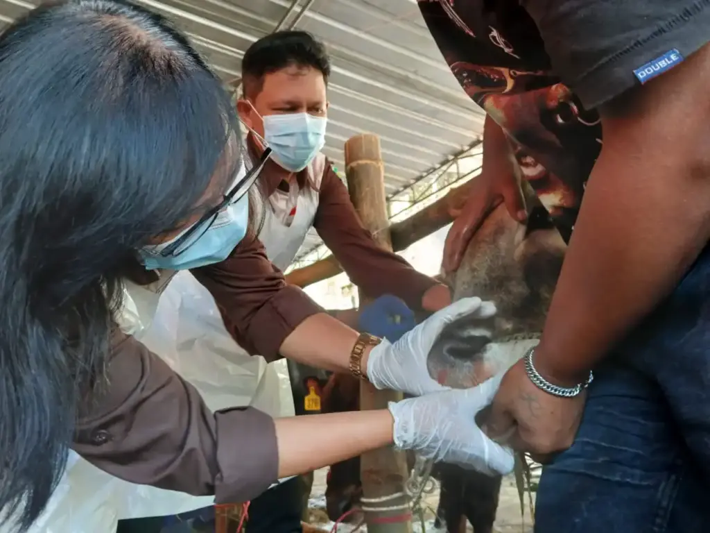 Jelang Idul Adha, DKP3 Kabupaten Pasuruan Perketat Pemeriksaan Kesehatan Hewan Kurban di Lapak Pedagang Foto BeritaJatim.com