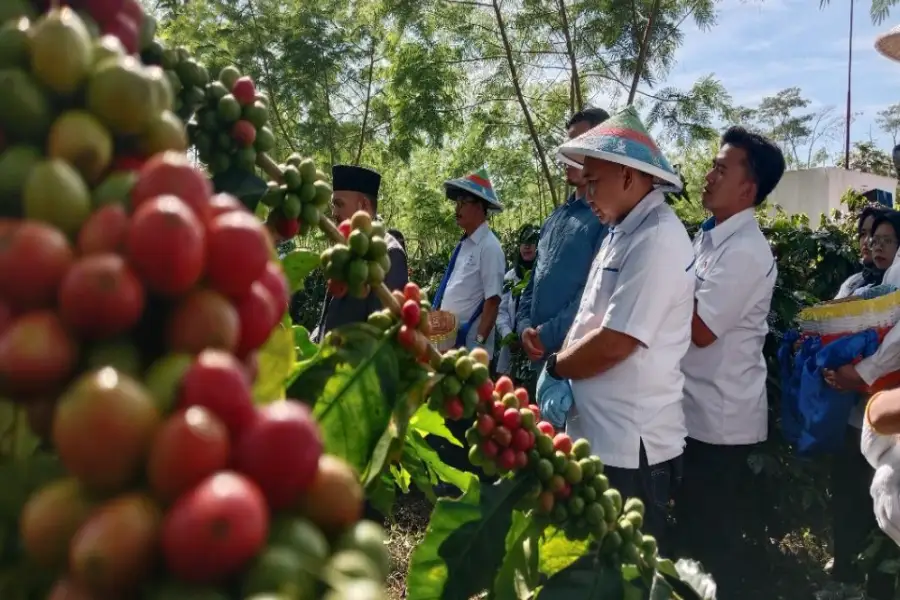 Bidik Pasar Timur Tengah, JCE Blawan Ijen Targetkan Produksi 1.000 Ton Kopi di 2026 Foto BeritaJatim.com