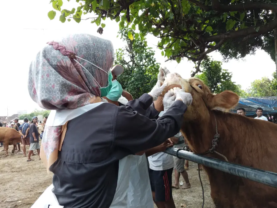 Pasar Hewan Tertek Pare Kediri Ramai Jelang Iduladha, Stok Sapi Dipastikan Aman Foto BeritaJatim.com