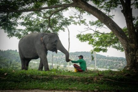 Harmoni di Tanah Balai Raja, Saat Sang Gajah dan Manusia Berbagi Ruang Kehidupan Foto BeritaJatim.com