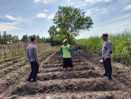 Polres Mojokerto Kota Perkuat Ketahanan Pangan Lewat Pendampingan Petani Terong di Blooto Foto BeritaJatim.com