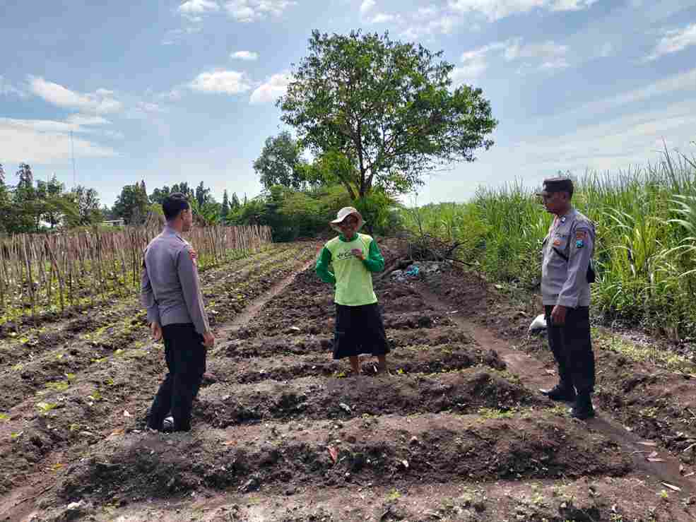 Polres Mojokerto Kota Perkuat Ketahanan Pangan Lewat Pendampingan Petani Terong di Blooto Foto BeritaJatim.com