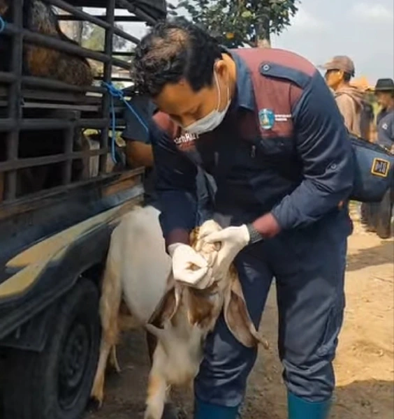 Jelang Idul Adha, Hewan Kurban di Ponorogo Dipastikan Bebas PMK Foto BeritaJatim.com