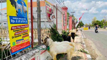 Kambing Kurban Laris Manis di Tuban, Penjual Tolak Naikkan Harga Foto BeritaJatim.com