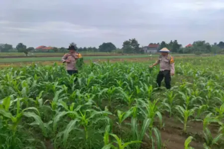 Polresta Sidoarjo Lakukan Pendampingan Perawatan Jagung di Krembung Foto BeritaJatim.com