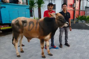 DPC PDIP Kabupaten Malang Terima 2 Ekor Sapi Kurban dari DPD Jawa Timur Foto BeritaJatim.com
