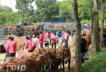 Said Abdullah Salurkan 298 Sapi Kurban untuk Masyarakat Madura Foto BeritaJatim.com