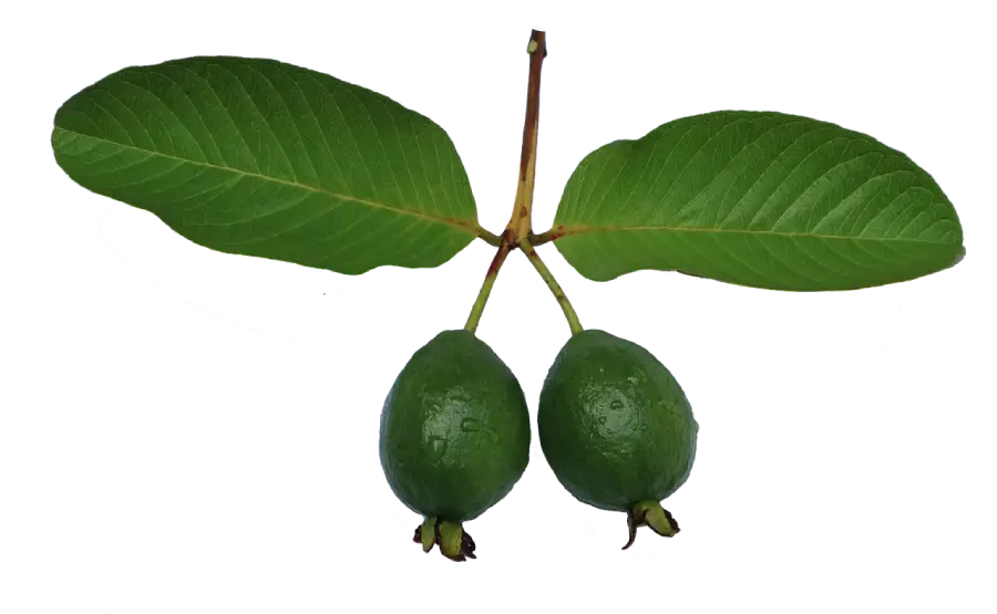 Pucuk Daun Jambu Muda Bisa Dimakan, Simak Khasiatnya! Foto BeritaJatim.com