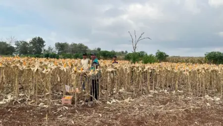 Panen Raya Jagung, Petani Hutan Tuban Berharap Presiden Jaga Stabilitas Harga Pupuk Foto BeritaJatim.com