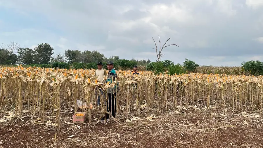 Panen Raya Jagung, Petani Hutan Tuban Berharap Presiden Jaga Stabilitas Harga Pupuk Foto BeritaJatim.com