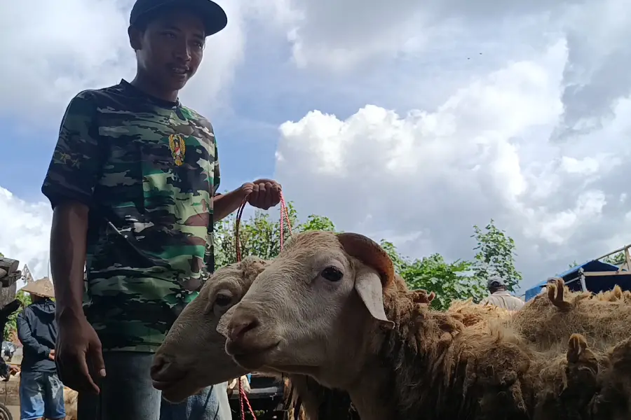 Jelang Iduladha 2026, Harga Kambing di Lumajang Naik hingga Rp500 Ribu per Ekor Foto BeritaJatim.com
