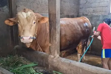 Sapi Limosin 1,8 Ton Milik Peternak Magetan Jadi Hewan Kurban Presiden Prabowo Foto BeritaJatim.com