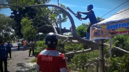 Tanah Gembur Picu Pohon Palembang Tumbang di Kelurahan Dawuhan Situbondo Foto BeritaJatim.com
